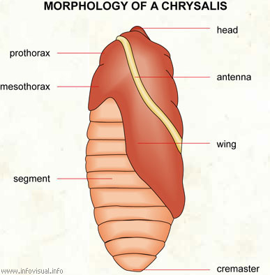 Chrysalis  (Visual Dictionary)